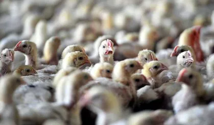 Danimarka'da kuş gribi alarmı: 50 bin tavuk itlaf edilecek